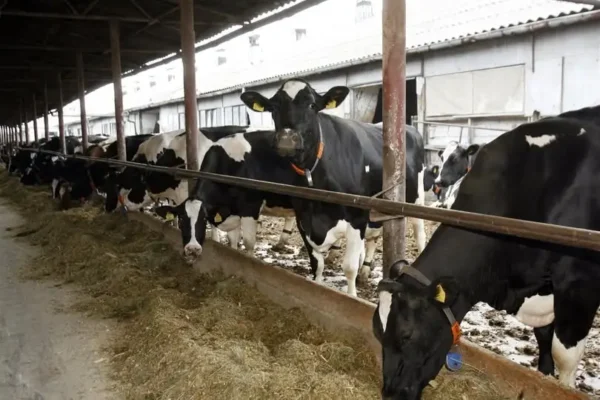Rolnicy z okolic Wąbrzeźna bez zapłaty za bydło. Skup Agro-Mela milczy