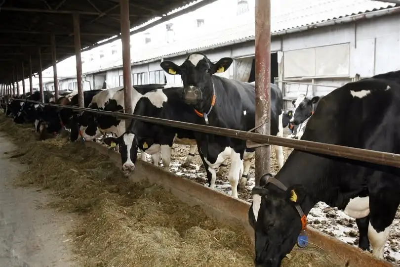 Rolnicy z okolic Wąbrzeźna bez zapłaty za bydło. Skup Agro-Mela milczy