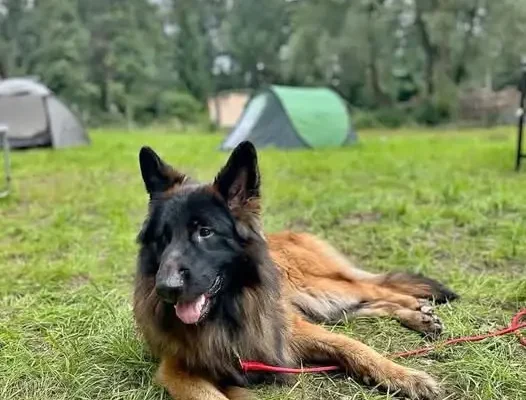 Zaginiony pies Brutus w rejonie Wąbrzeźna – trwa apel o pomoc