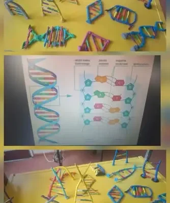 Ósmoklasiści zbudowali modele DNA – biologia metodą STEAM