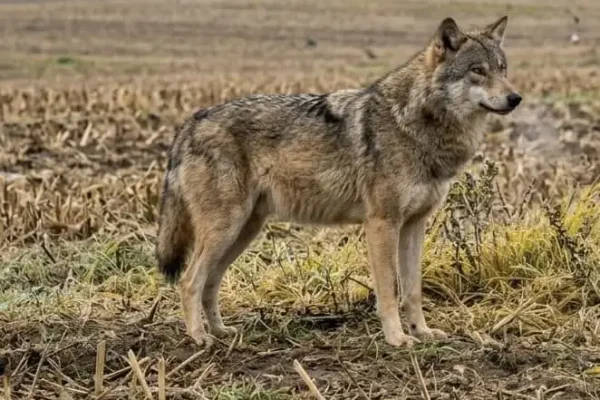 Wilki widziane w pobliżu Łobdowa. Sołectwo apeluje o ostrożność